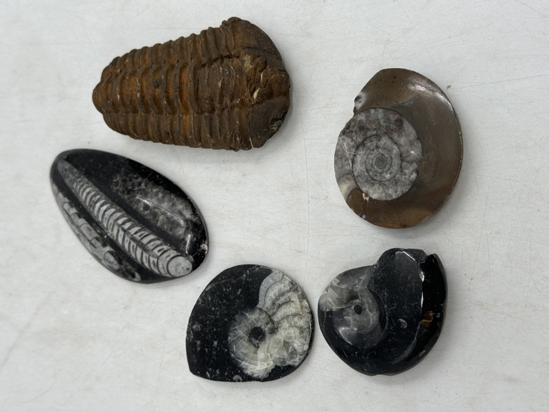 5 Fossiler Kolleksjon
