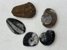 5 Fossiler Kolleksjon