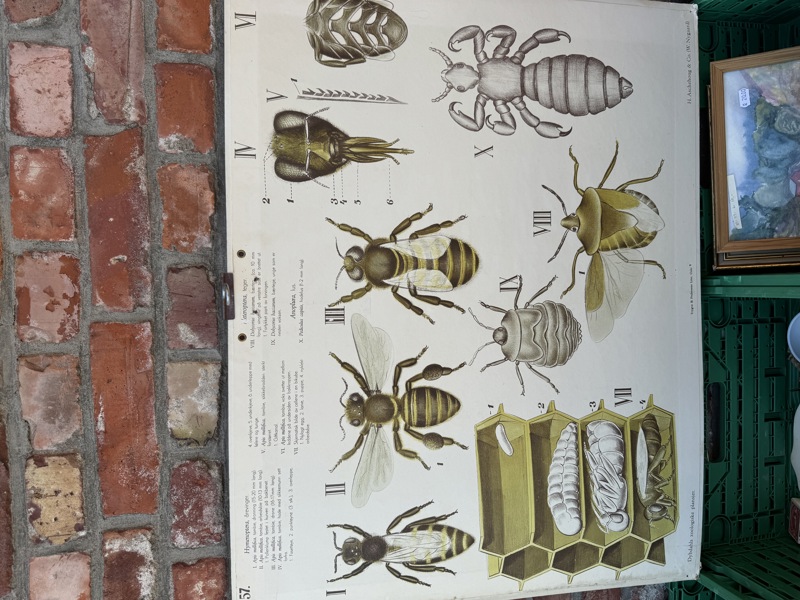 Skoleplansje med zoologiske
