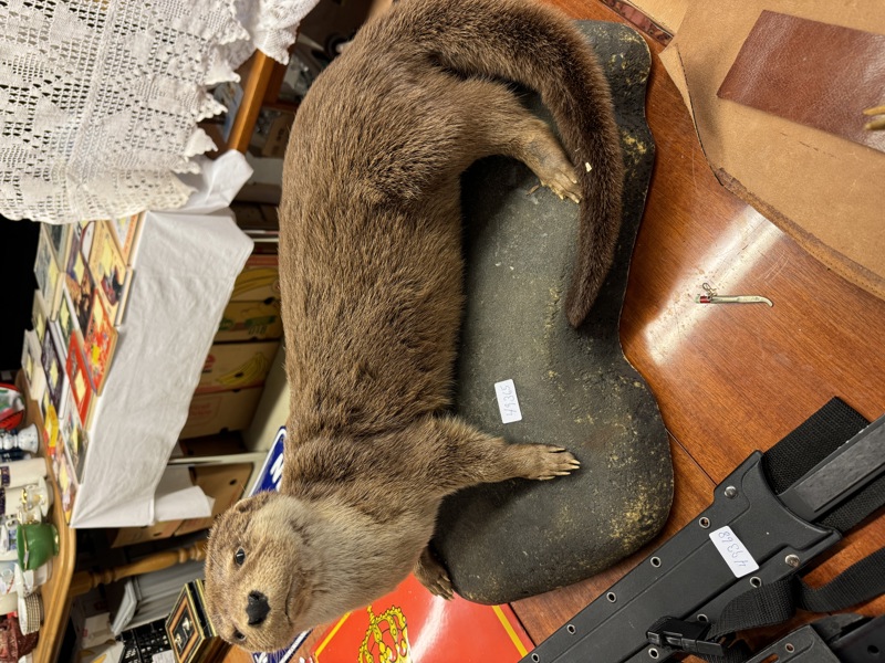 Stor Oter på Isobor