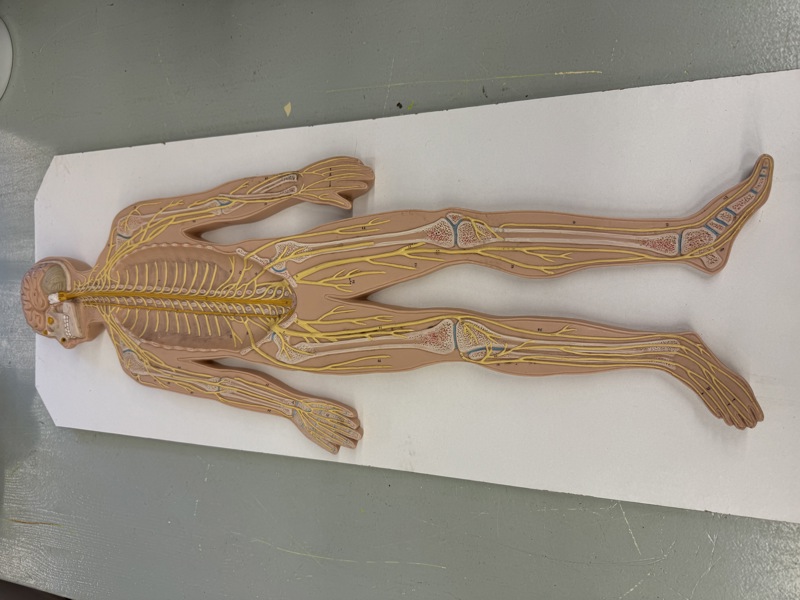 Modell av Menneskelig Nervesystemet på plate