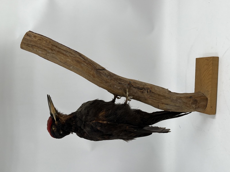 Utstoppet svart spett