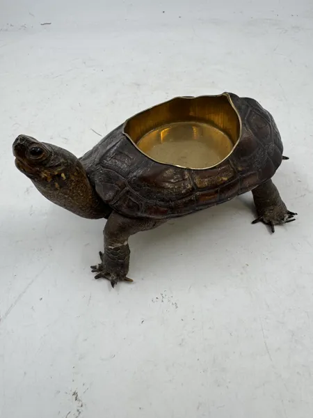 Antikk taxidermisk skilpaddeaskebeger