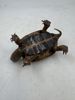 Antikk taxidermisk skilpaddeaskebeger