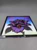 12 LP Plater