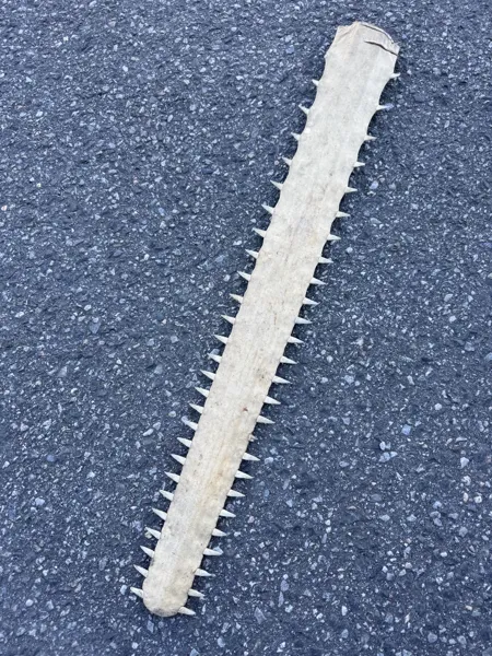 Stor Sagtannfisk